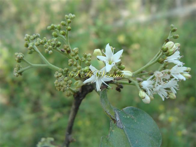  Inflorescence